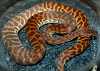Stimson's python male