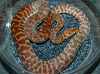 Stimson's python female