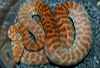 Stimson's python breeder male