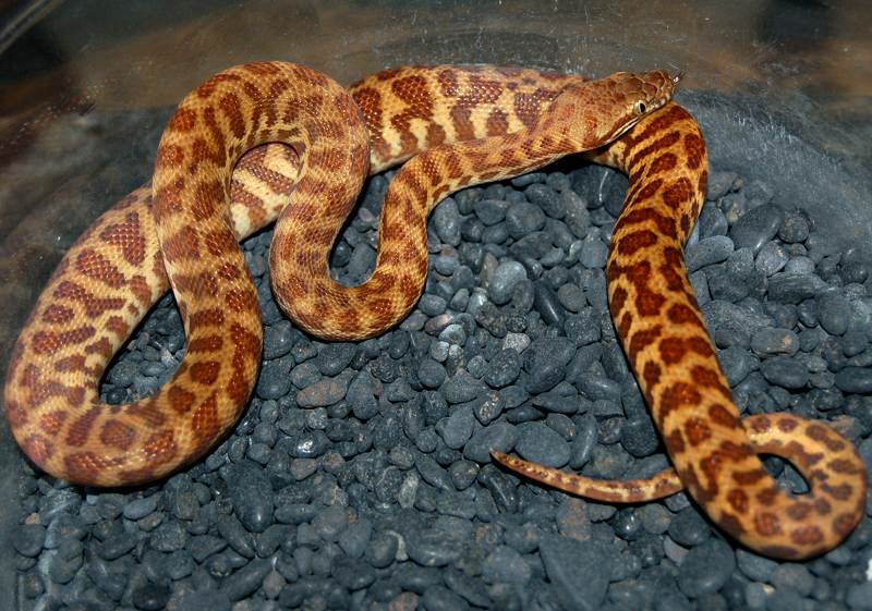 Stimsons python
            (Antaresia stimsoni)