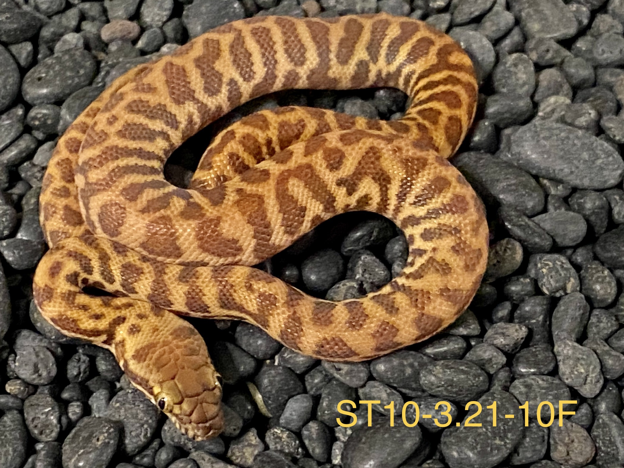 Eastern Stimson's python