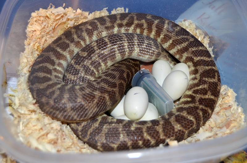 Stimsons python female with eggs and
            data logger