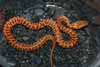 Stimson's python male