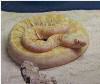 Albino Scaleless Rattlesnake