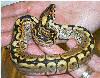 spider ball python with cool pattern