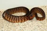 woma