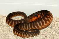 woma 1