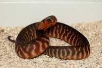 woma 1