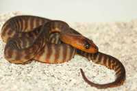 woma