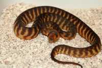 woma