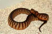 woma