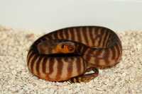 woma
