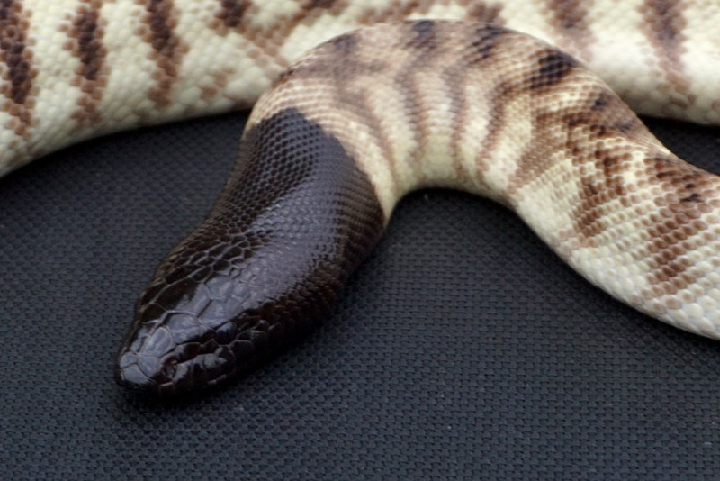 Western blackhead python
                    (Aspidites melanocephalus)