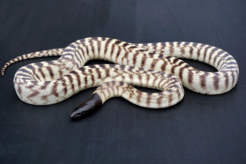 Western blackhead
                    python (Aspidites melanocephalus)