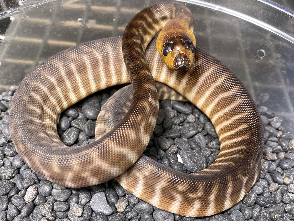 Woma
                    python