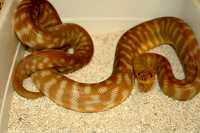 woma 1