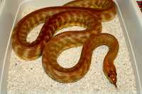 woma 4