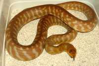 woma 5