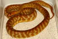 woma 7