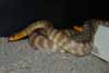 Woma Pair