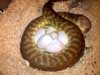 Woma laying eggs