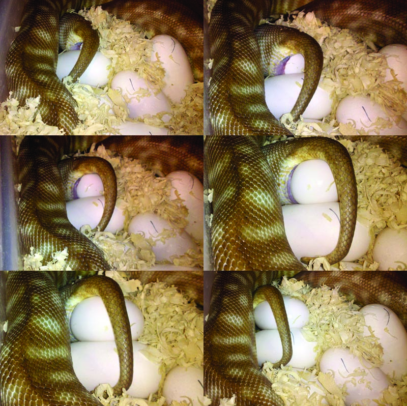 woma python laying eggs