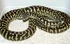 zebra jungle carpet pythons