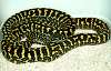 zebra jungle carpet python