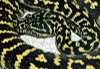 zebra jungle carpet python