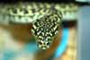 Grevy, zebra jungle carpet python