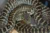 Zebra jungle carpet python