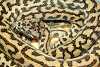 Zebra Jaguar carpet python male
