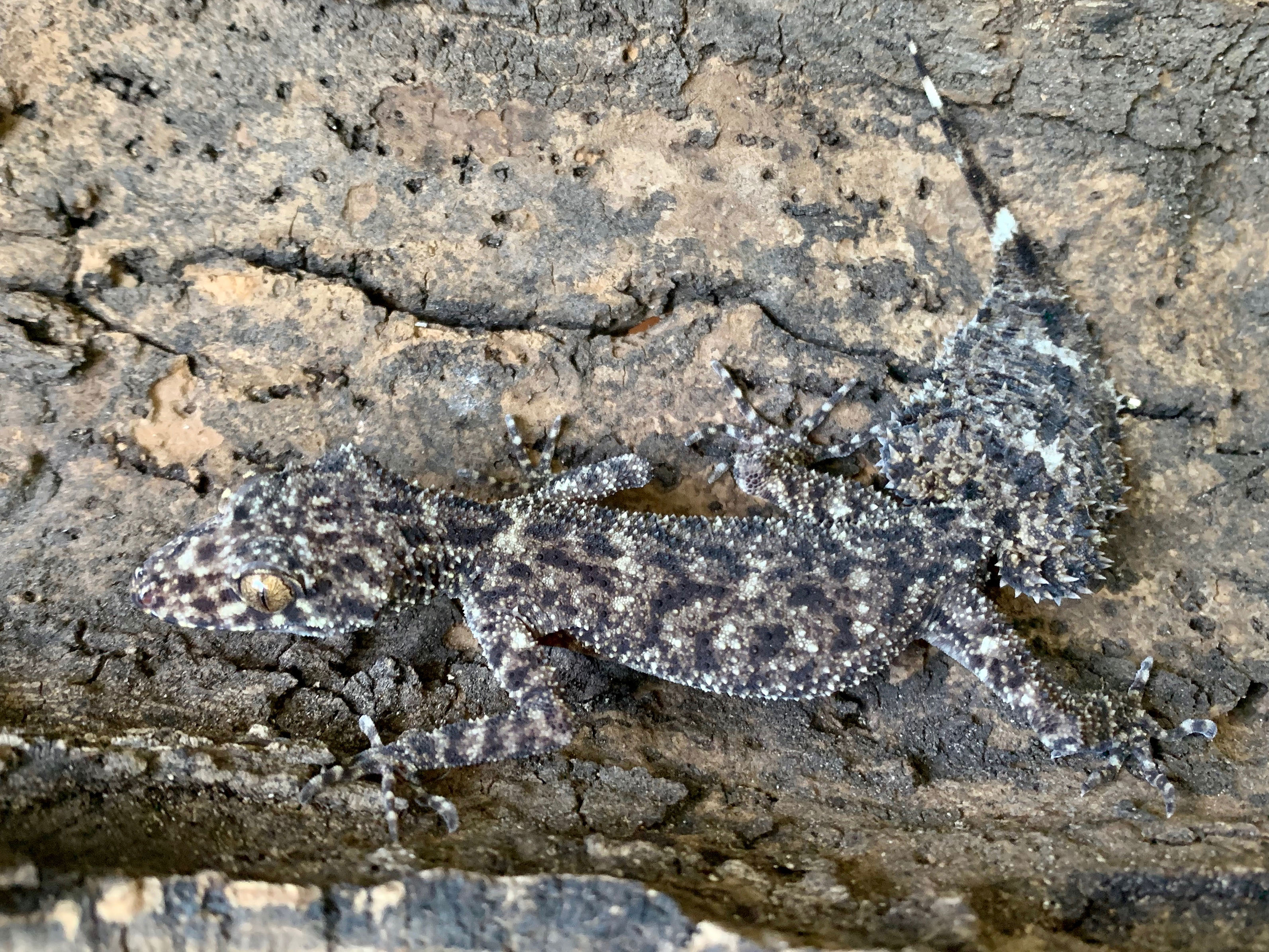 Riverine
                    leaf-tailed gecko (Phyllurus amnicola)