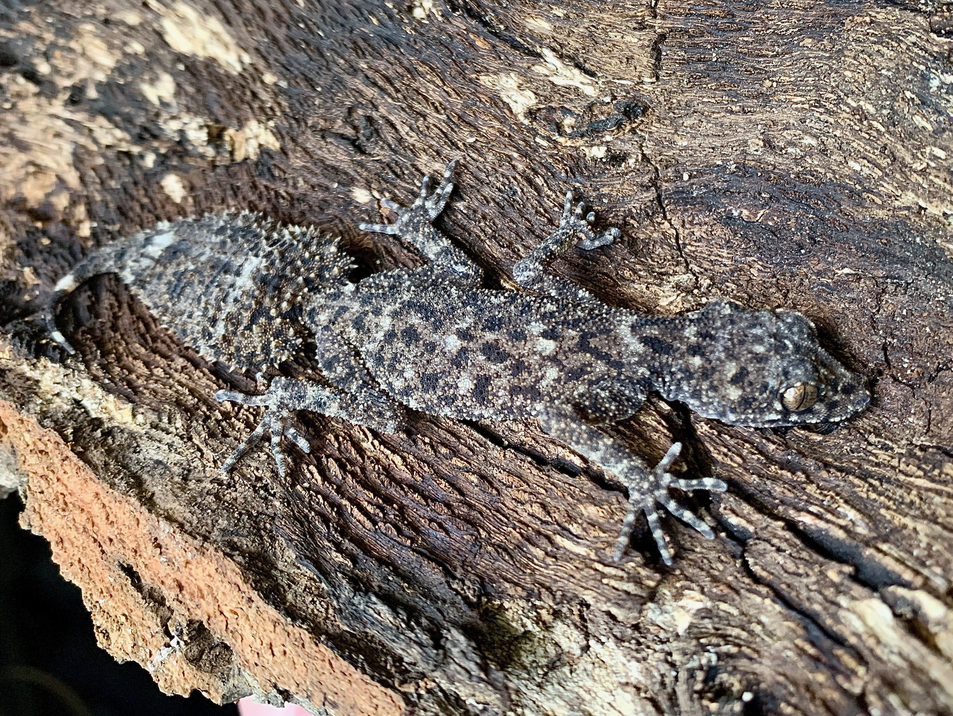 Riverine
                    leaf-tailed gecko Phyllurus amnicola