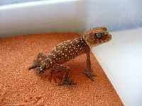 nephrurus amyae, rough knobtail gecko
