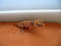 Nephrurus amyae, rough knobtail