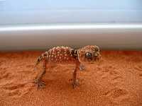 nephrurus amyae, rough knobtail gecko