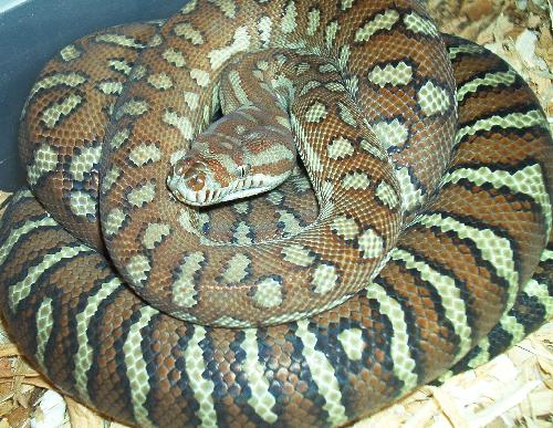 Australian Addiction Reptiles