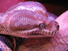 female in winter