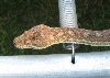 bredli male