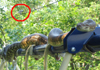 Outdoor exploring female bredli