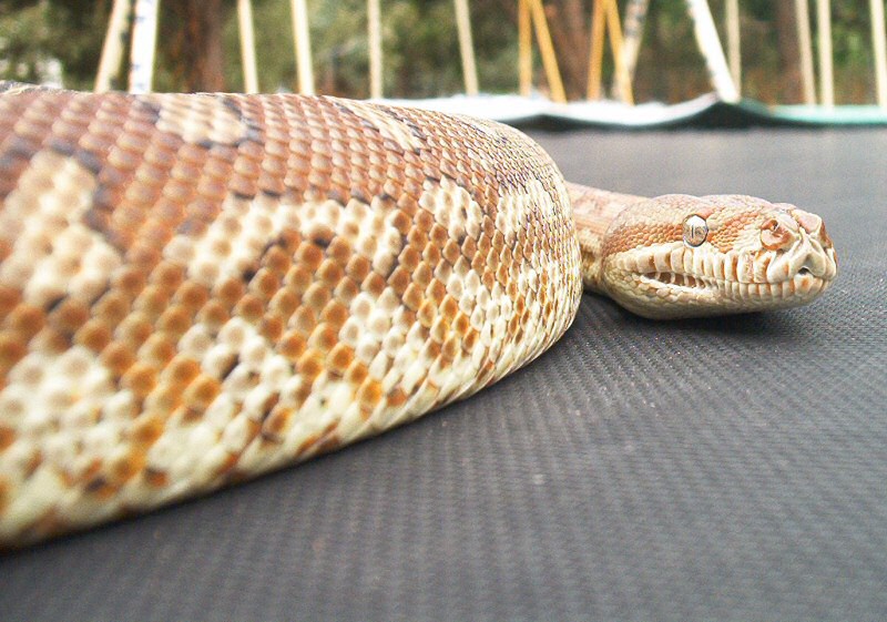 Australian Addiction Reptiles