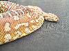 Outdoor female bredli