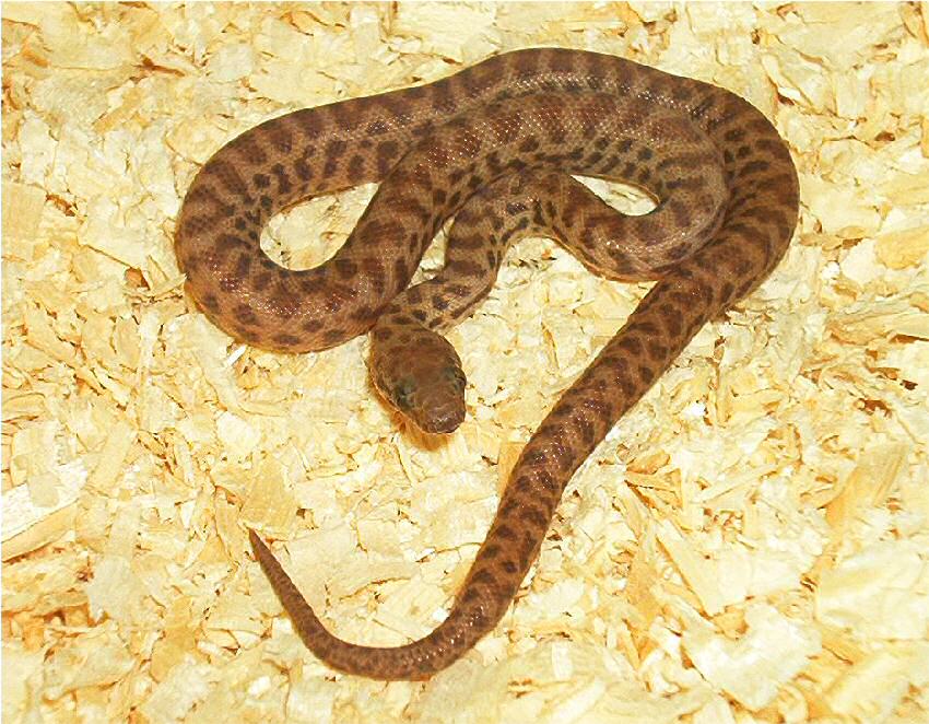 Australian Addiction Reptiles
