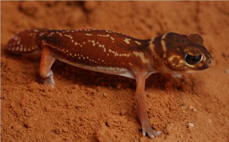 Australian Addiction Reptiles
