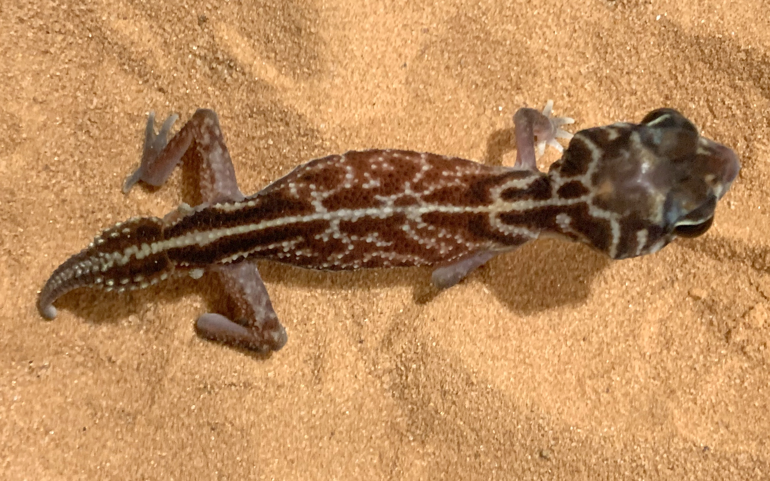 Midline knob-tail gecko (Nephrurus
                    vertebralis)