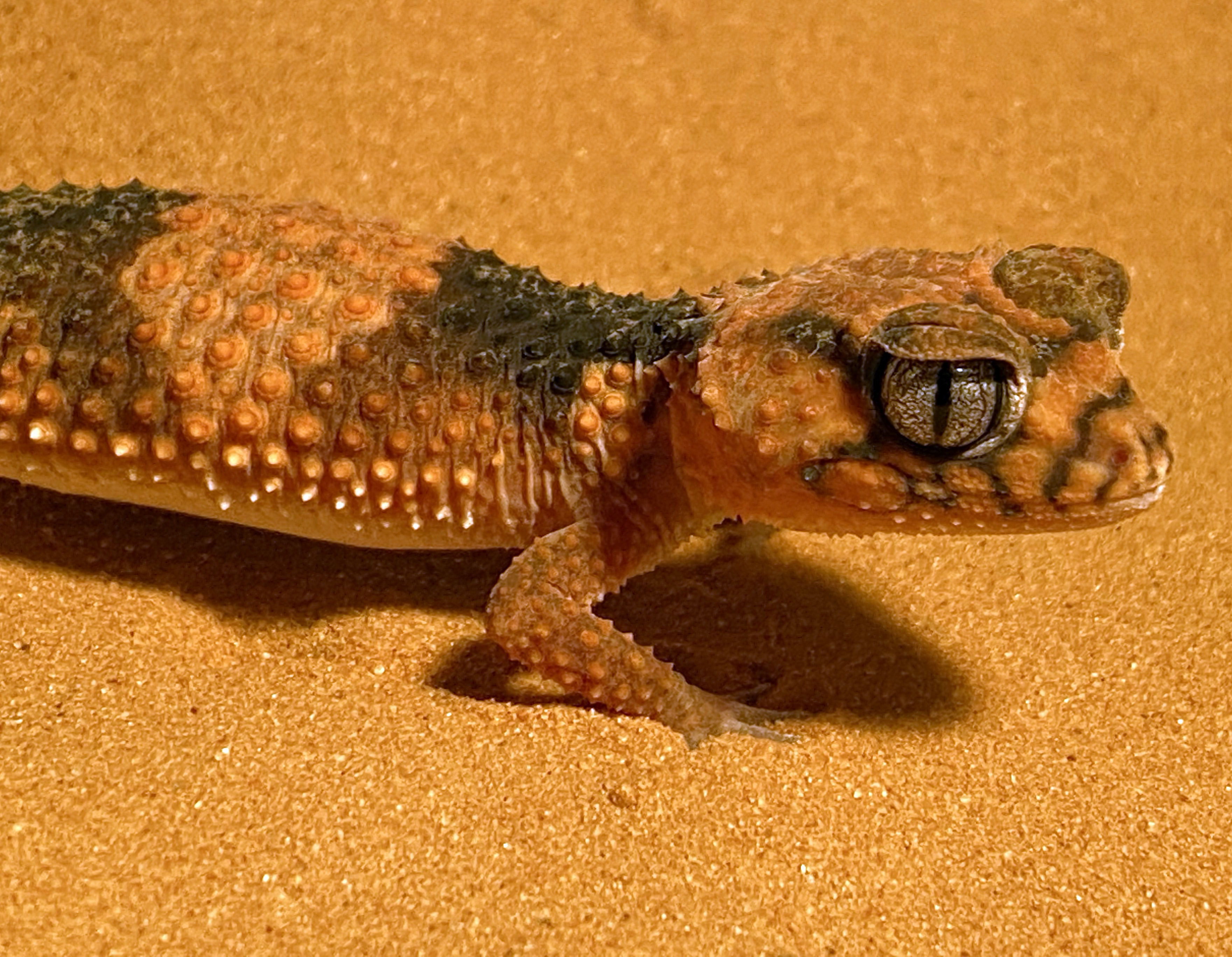 Southern banded
                    knob-tailed gecko (Nephrurus wheeleri)