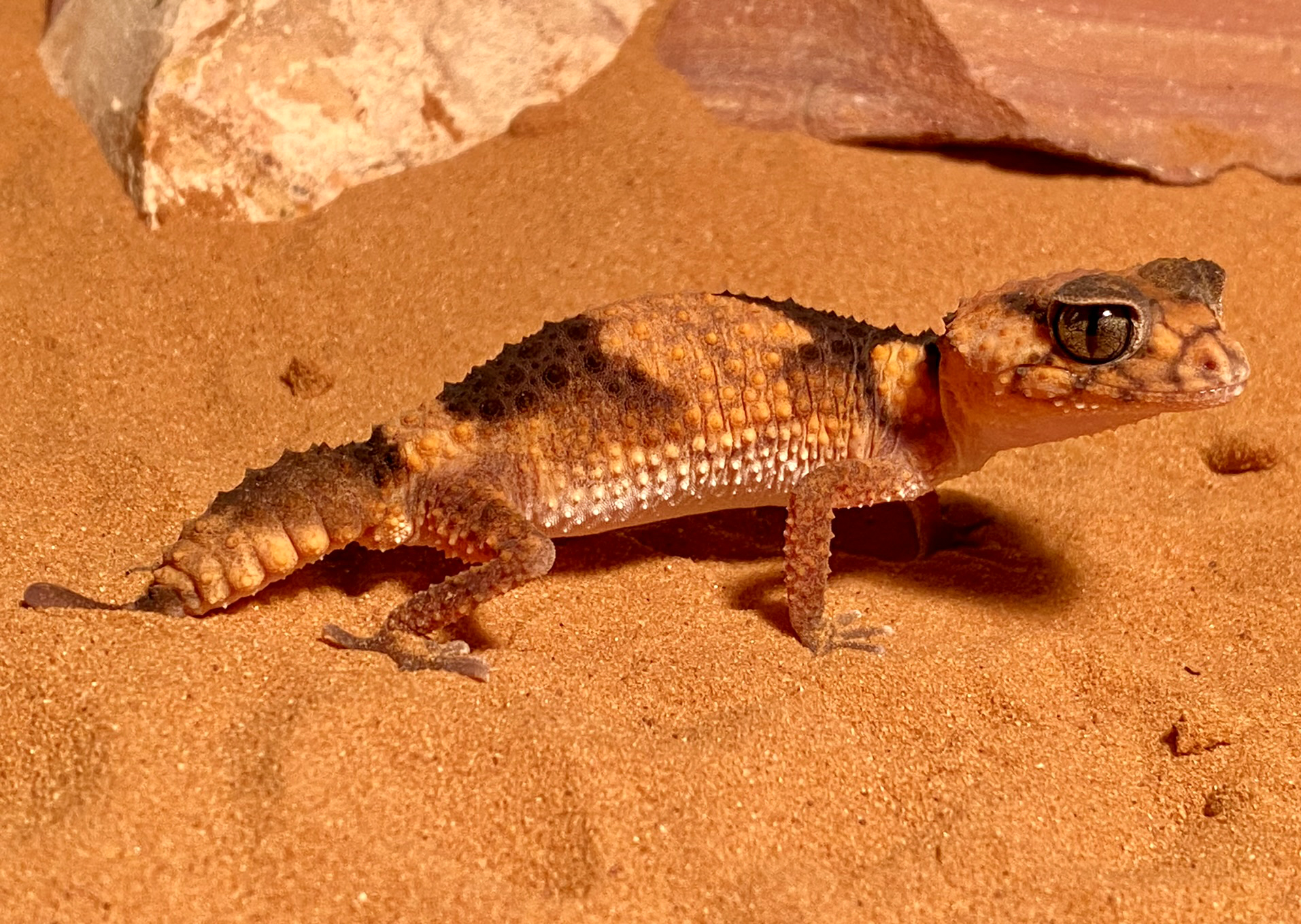 Southern banded
                    knob-tailed gecko (Nephrurus wheeleri)