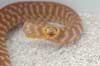 Smiling woma