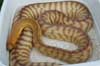 'Pinstripe woma female